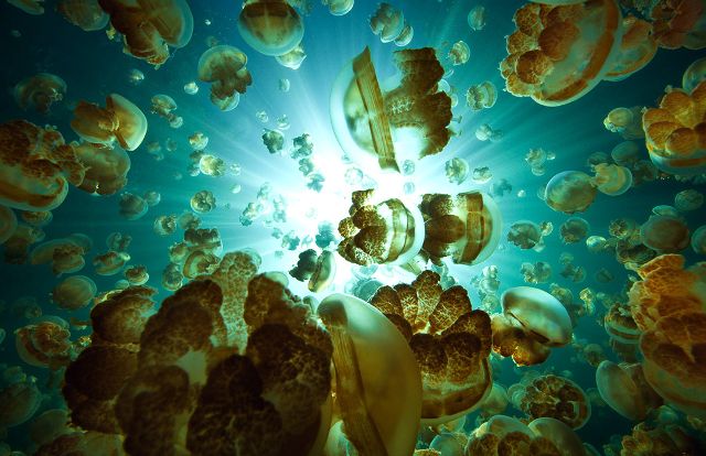 Jellyfish Lake, Palau, Micronesia