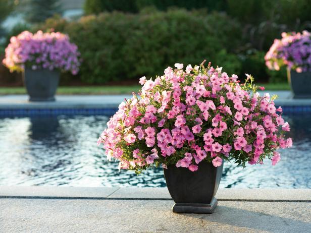 Lush Décor for Your Pool