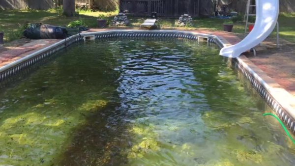 how to get green algae out of above ground pool