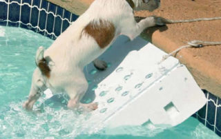 best Pool Ladders For Dogs