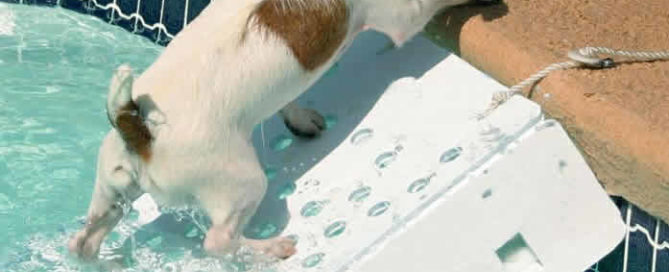 best Pool Ladders For Dogs