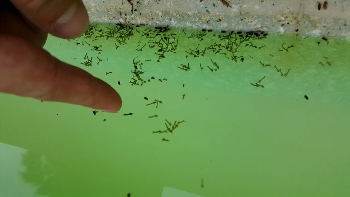 Controlling Worm Infestation In Your Swimming Pool