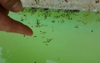 Controlling Worm Infestation In Your Swimming Pool