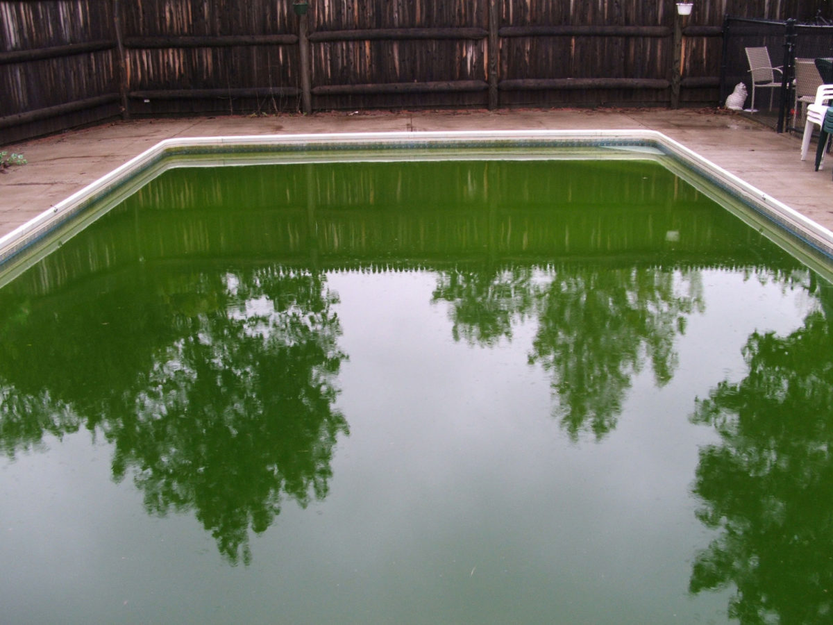 The Effect Of Phosphates In Your Swimming Pool