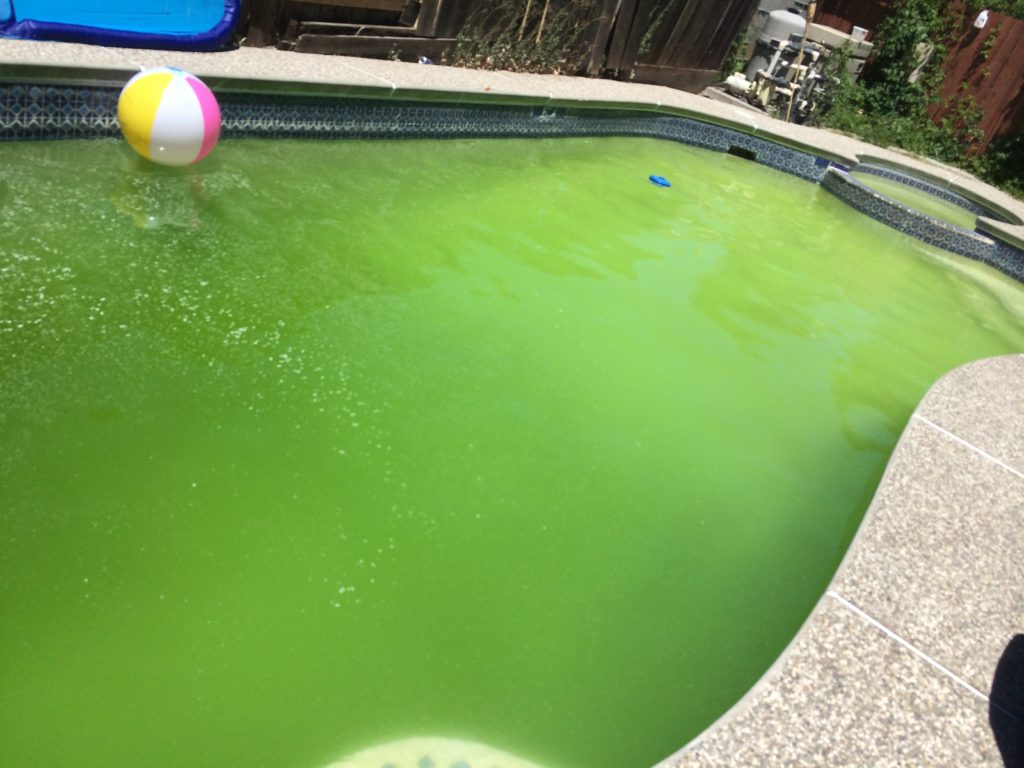 pool turns green after shock