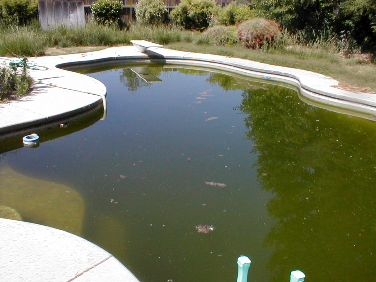 natural swimming pool mosquitoes